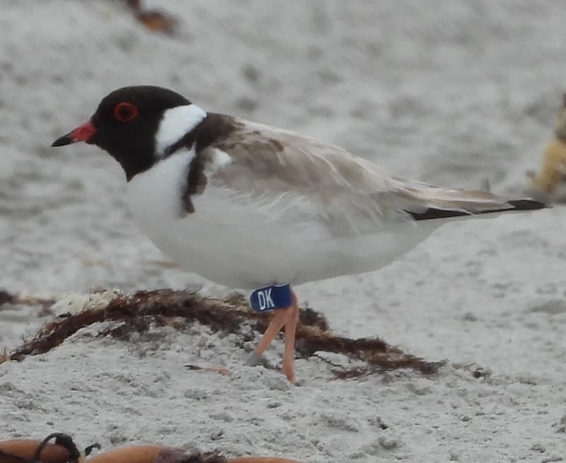 Hooded Plover by Jeff Campbell.jpg