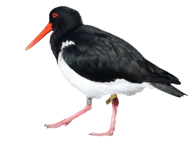 bird
