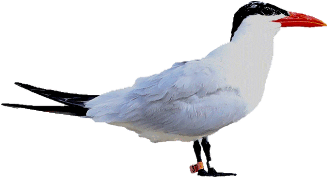 bird
