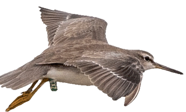 bird